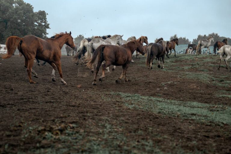 rezerwat_przemko_2025-35