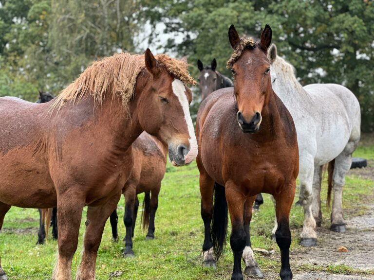 rezerwat_przemko_2025-9