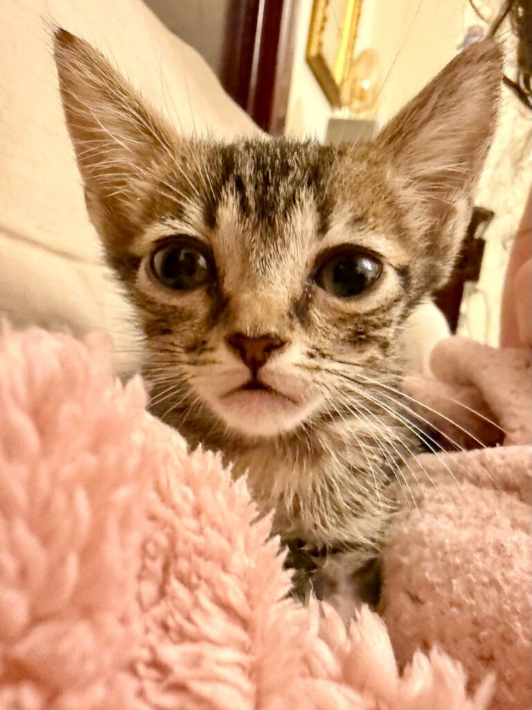 Na zdjęciu widzimy młodego pręgowanego kotka wtulonego w puszysty, różowy koc. Jego duże, wyraziste oczy i stojące uszy nadają mu czujny, ale uroczy wygląd. W tle widać fragment twarzy osoby oraz domowe wnętrze z obrazami.