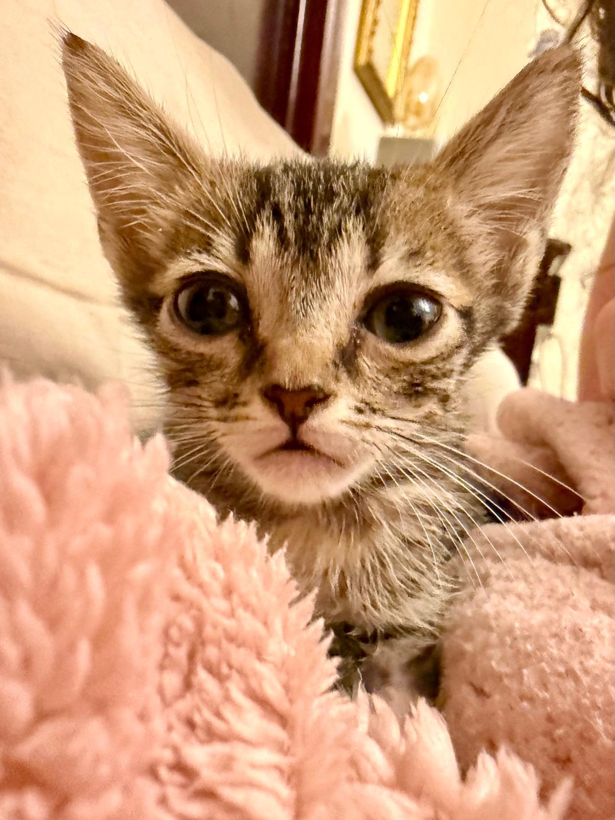 Na zdjęciu widzimy młodego pręgowanego kotka wtulonego w puszysty, różowy koc. Jego duże, wyraziste oczy i stojące uszy nadają mu czujny, ale uroczy wygląd. W tle widać fragment twarzy osoby oraz domowe wnętrze z obrazami.