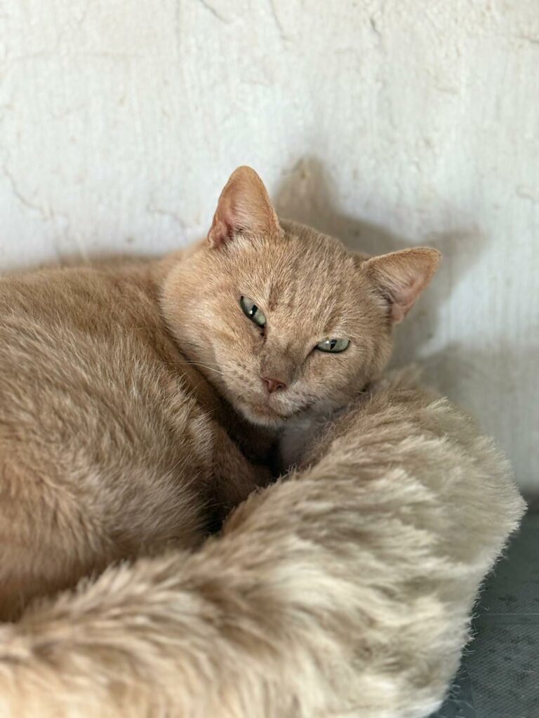 Na zdjęciu widzimy zbliżenie kota o jasnobeżowej, gęstej sierści, który leży zwinięty w kłębek. Zwierzę ma zielone oczy i spokojny, zrelaksowany wyraz pyska. Tło stanowi biała, chropowata ściana.