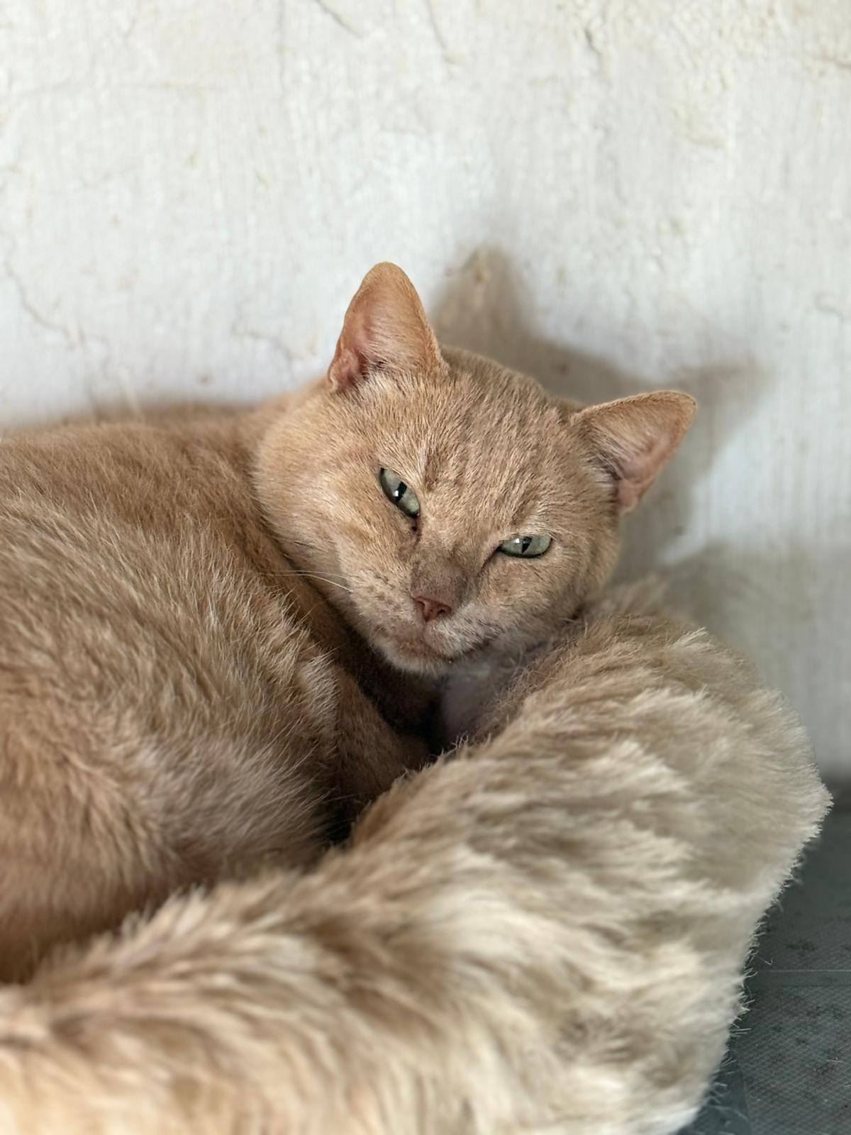 Na zdjęciu widzimy zbliżenie kota o jasnobeżowej, gęstej sierści, który leży zwinięty w kłębek. Zwierzę ma zielone oczy i spokojny, zrelaksowany wyraz pyska. Tło stanowi biała, chropowata ściana.