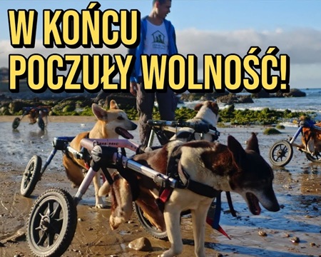 Obraz przedstawia grupę psów poruszających się na wózkach inwalidzkich po plaży, z osobą idącą za nimi. Na grafice umieszczono napis „W KOŃCU POCZUŁY WOLNOŚĆ!”.