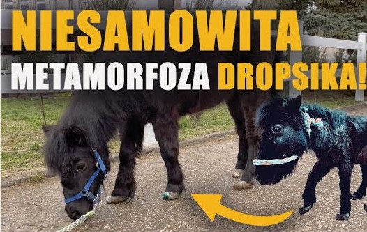 Obraz przedstawia dwie fotografie małego czarnego kucyka o imieniu Dropsik, zestawione w formie porównania „przed i po”. Po lewej stronie widzimy konika w nieco zaniedbanym stanie — z potarganą grzywą i sierścią, w niebieskim kantarze. Po prawej ukazano go po metamorfozie: zadbanego, czystego i wyraźnie wypielęgnowanego. Żółta strzałka między zdjęciami podkreśla przemianę. Całość uzupełnia napis „NIESAMOWITA METAMORFOZA DROPSIKA!”.