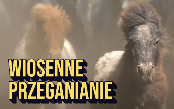 Obraz przedstawia dwa konie biegnące przez zakurzone otoczenie. Na pierwszym planie widoczny jest ciemny kucyk, a za nim jaśniejszy z rudawą grzywą. Na grafice umieszczono napis „WIOSENNE PRZEGANIANIE”.