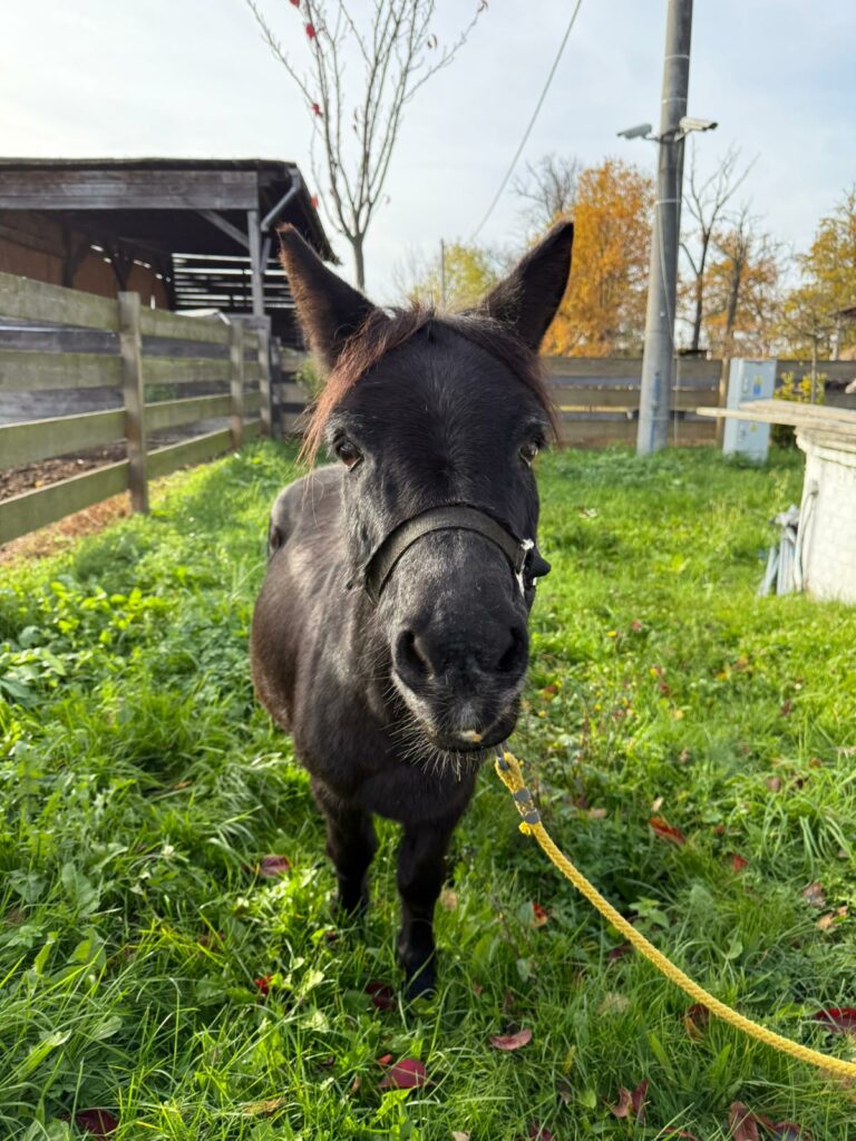 Na zdjęciu widzimy małego czarnego osła stojącego na trawie, zwróconego w stronę obiektywu. Zwierzę ma założony czarny kantar i jest uwiązane żółtą liną. W tle znajduje się drewniane ogrodzenie, zabudowania gospodarskie oraz bezlistne drzewo.