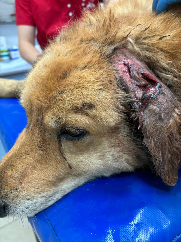 Zdjęcie przedstawia psa leżącego na niebieskiej macie w gabinecie weterynaryjnym. Pies ma jasną sierść i widoczną ranę na uchu. W tle widać osobę w czerwonej koszulce.