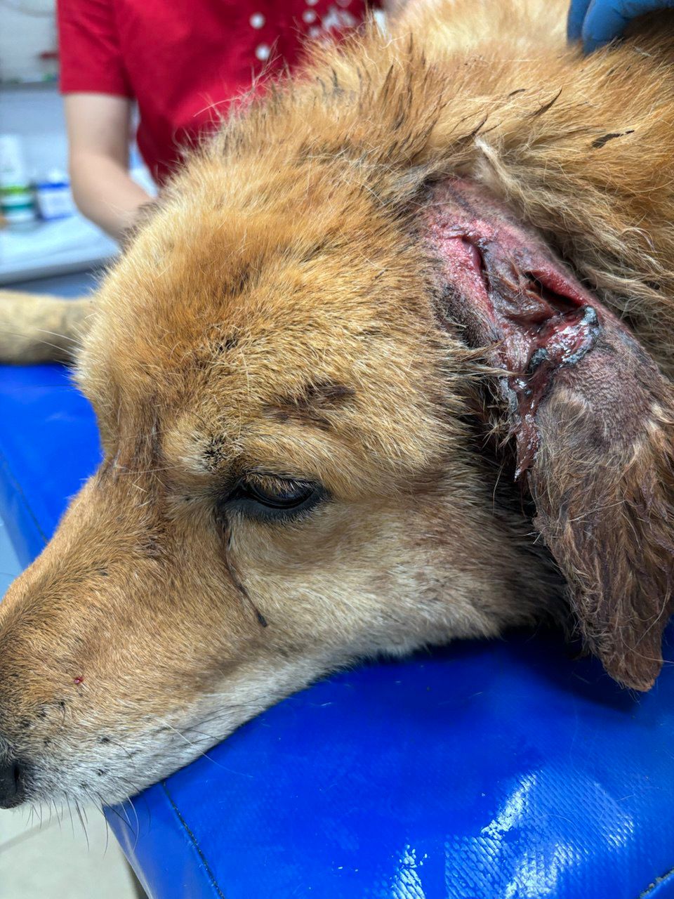 Zdjęcie przedstawia psa leżącego na niebieskiej macie w gabinecie weterynaryjnym. Pies ma jasną sierść i widoczną ranę na uchu. W tle widać osobę w czerwonej koszulce.