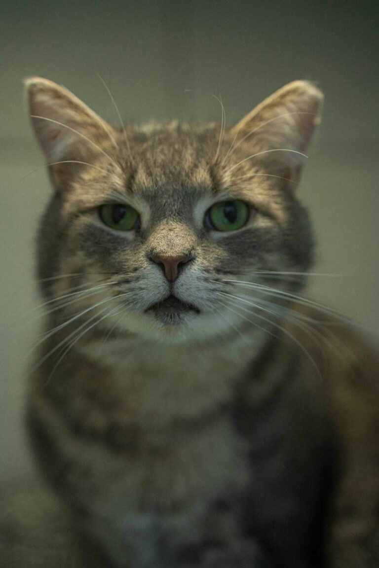 Na zdjęciu widzimy zbliżenie kota o szaro-pręgowanym umaszczeniu, który patrzy prosto w obiektyw. Jego zielone oczy są wyraziste. Tło zdjęcia jest rozmyte.