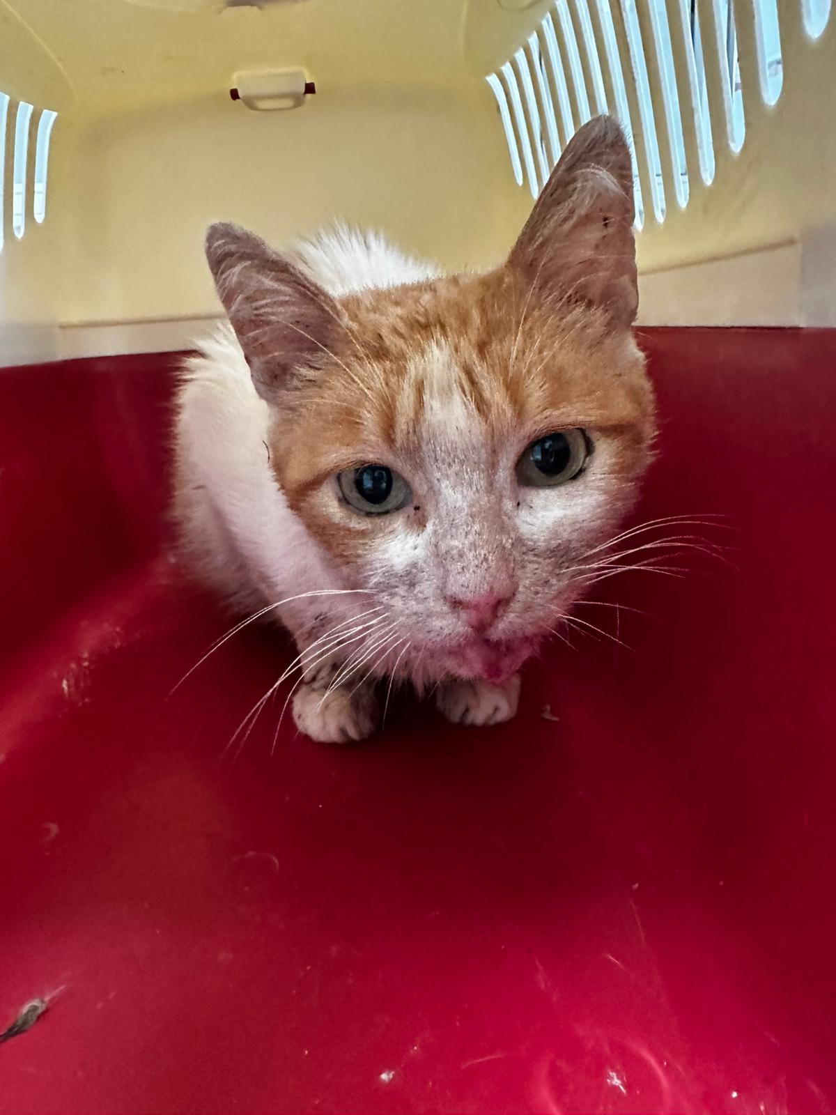 Na zdjęciu znajduje się kot o pomarańczowo-białym umaszczeniu, siedzący wewnątrz transportera dla zwierząt. Przestrzeń jest ciasna, z czerwonym dnem i kremowymi ściankami wentylacyjnymi.