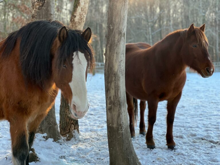 zima-2026-01-derki-3