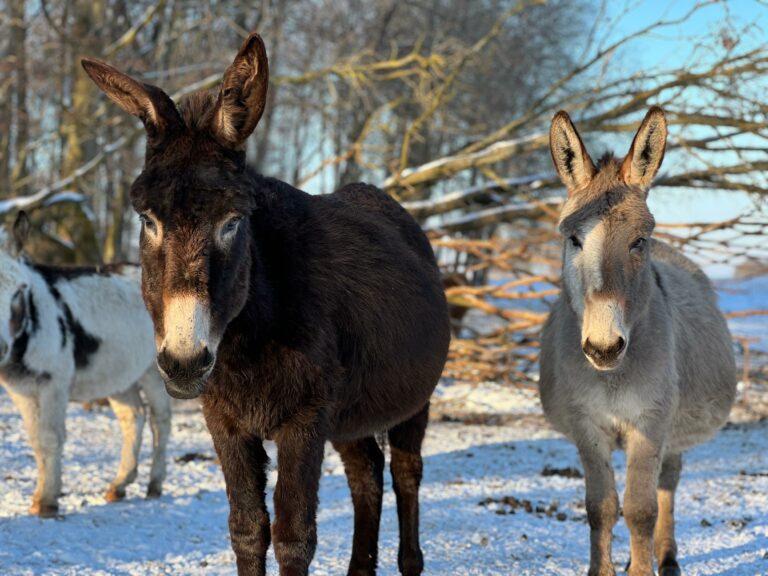 zima-2026-01-derki-4