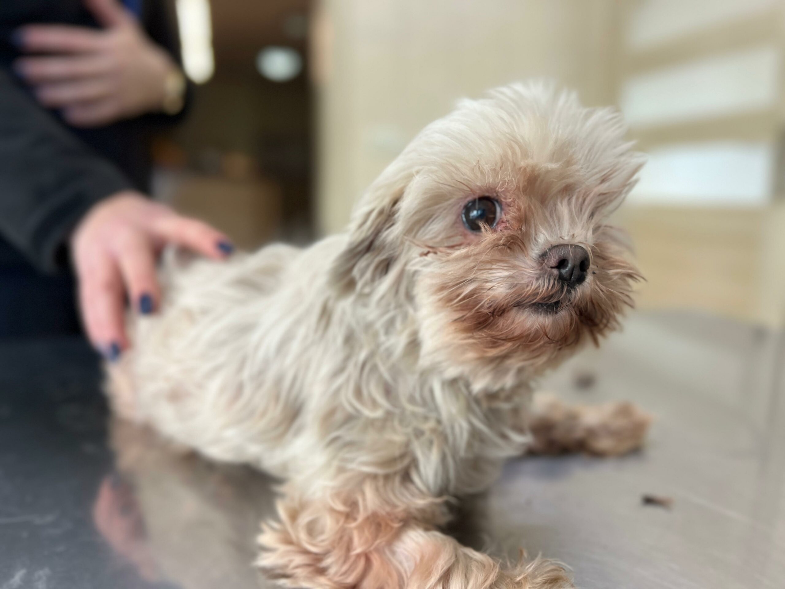 Na zdjęciu widzimy małego, długowłosego psa o jasnej sierści, leżącego na metalowym stole, w gabinecie weterynaryjnym. Pies jest delikatnie podtrzymywany przez osobę z ciemno pomalowanymi paznokciami.