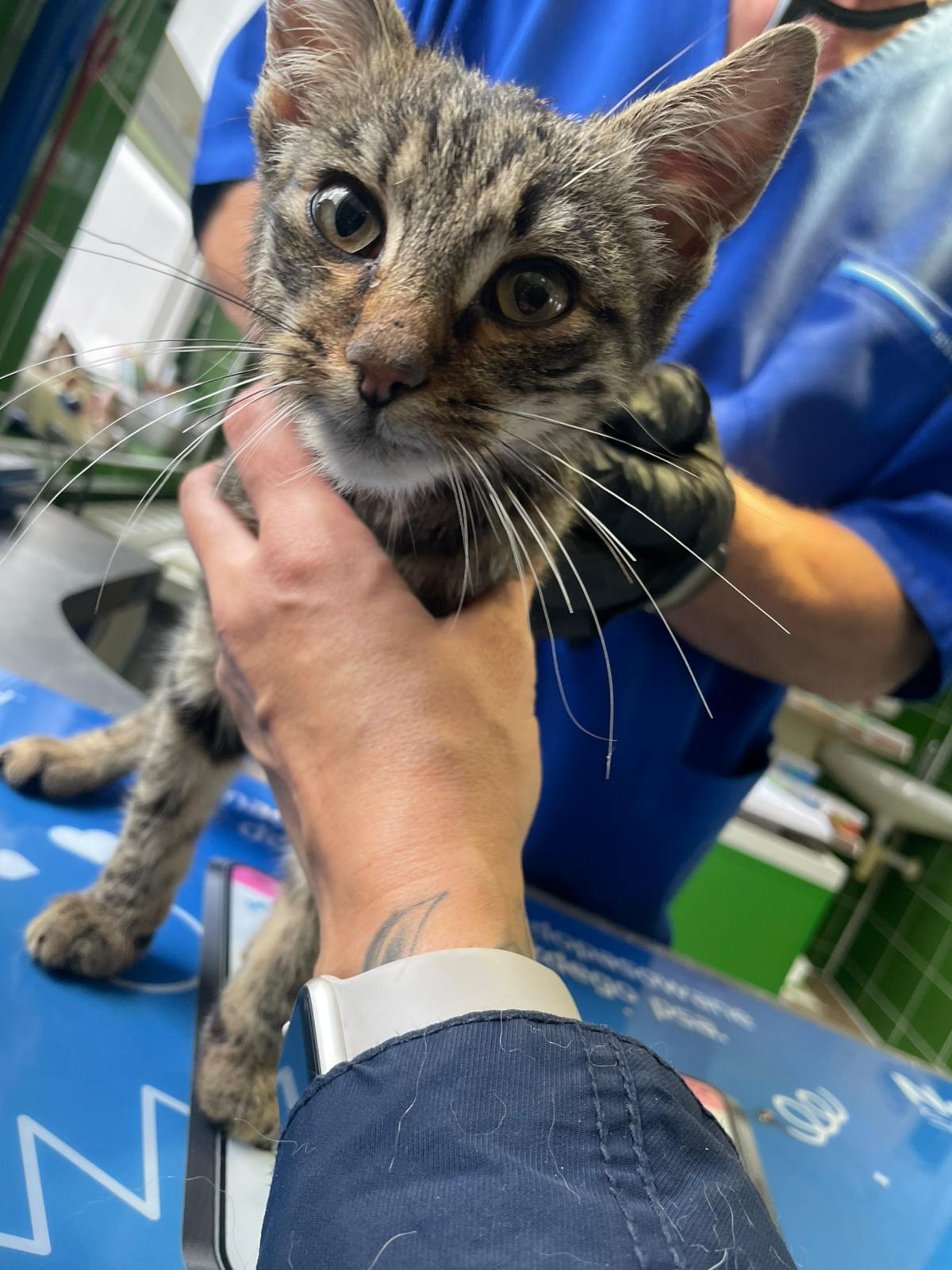 Na zdjęciu widzimy młodego pręgowanego kotka o dużych, wyrazistych oczach, który stoi na niebieskim stole diagnostycznym. Zwierzę jest delikatnie podtrzymywane przez osobę noszącą smartwatch, co sugeruje troskę i ostrożność. W tle znajduje się osoba w niebieskim uniformie medycznym i czarnych rękawiczkach.