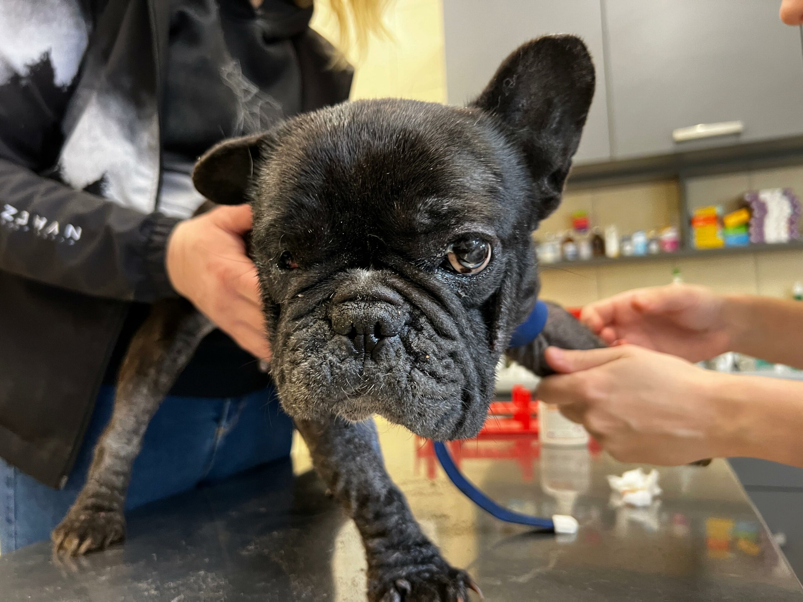 Na zdjęciu widzimy czarnego buldoga francuskiego stojącego na stole diagnostycznym w gabinecie weterynaryjnym. Pies jest trzymany przez dwie osoby — jedna stabilizuje jego tułów, druga zajmuje się przednią łapą, prawdopodobnie przygotowując do zabiegu. W tle znajdują się półki z medycznymi akcesoriami i sprzętem.