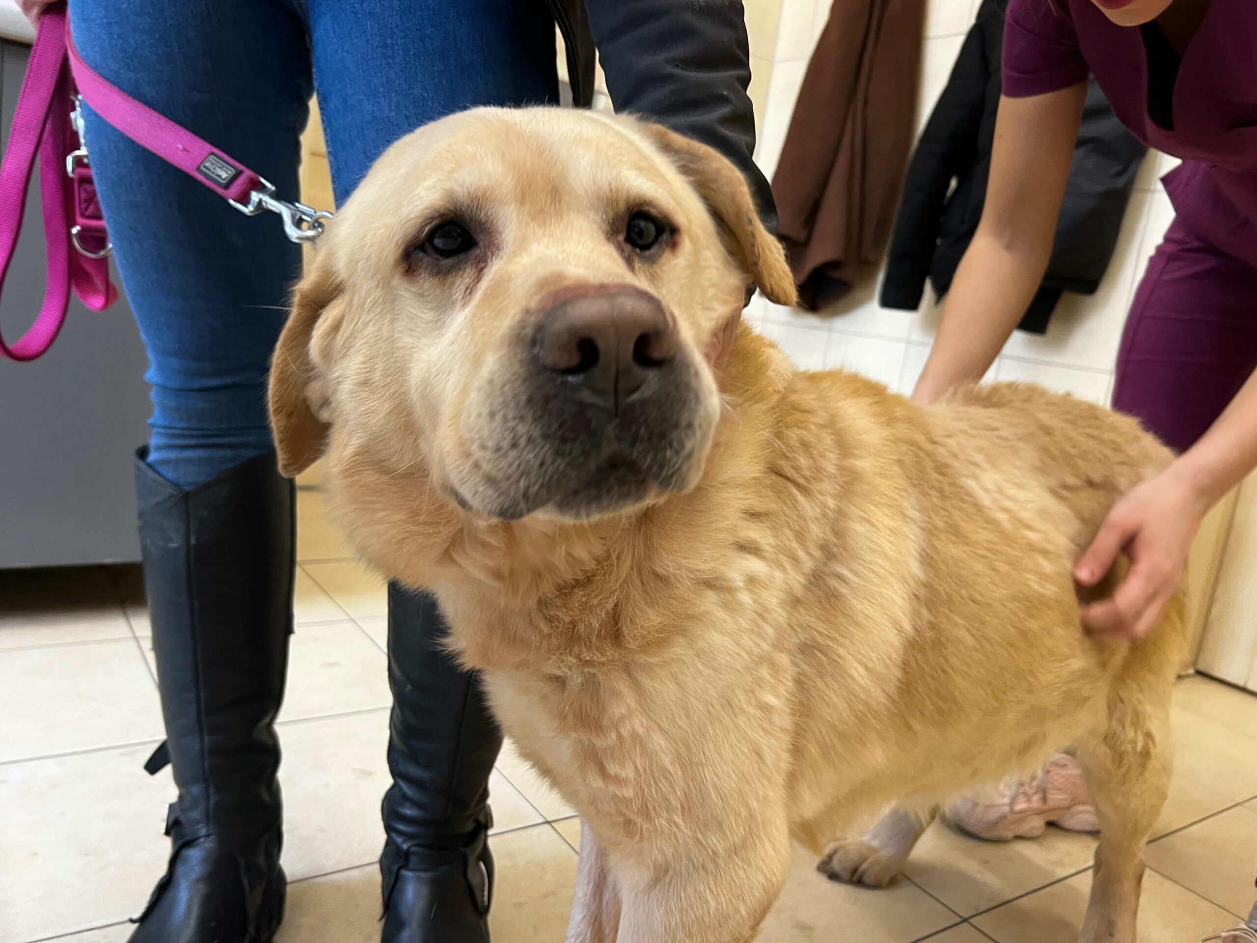 Na zdjęciu widzimy jasnobrązowego labradora stojącego w klinice weterynaryjnej. Pies jest na różowej smyczy trzymanej przez osobę w dżinsach i czarnych butach, a druga osoba w fioletowym uniformie delikatnie dotyka jego grzbietu, co może sugerować badanie lub uspokajanie. W tle znajdują się płytki na podłodze oraz wiszące kurtki.