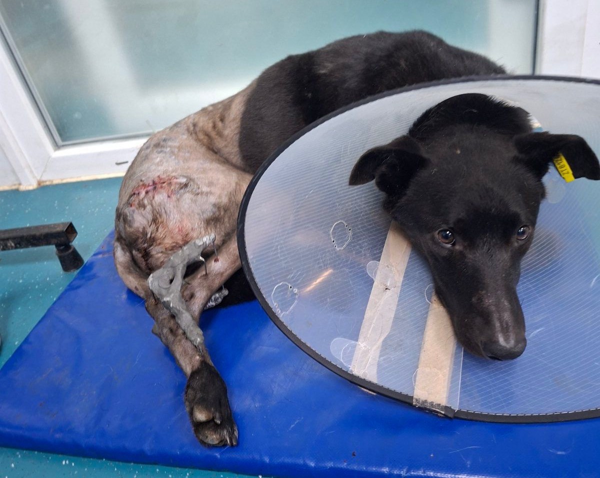 Na zdjęciu widzimy czarnego psa leżącego na niebieskiej macie w gabinecie weterynaryjnym. Zwierzę ma założony kołnierz ochronny, który zapobiega lizaniu ran. Lewa tylna łapa psa jest ogolona, widoczne są szwy i opatrunek, co wskazuje na niedawno przeprowadzony zabieg. Na uchu znajduje się żółty znacznik identyfikacyjny.