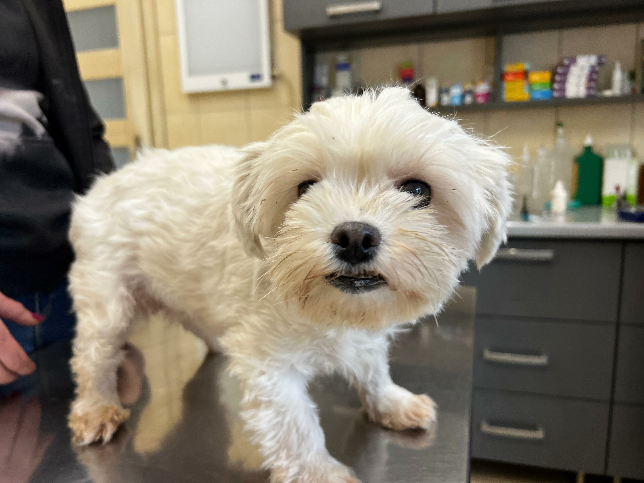 Na zdjęciu widać małego, białego psa stojącego na metalowym stole w gabinecie weterynaryjnym. W tle znajdują się szafki, zlewozmywak oraz różne akcesoria medyczne. Obok psa stoi osoba, prawdopodobnie właściciel lub weterynarz. Pies patrzy w stronę aparatu z lekko otwartym pyskiem.