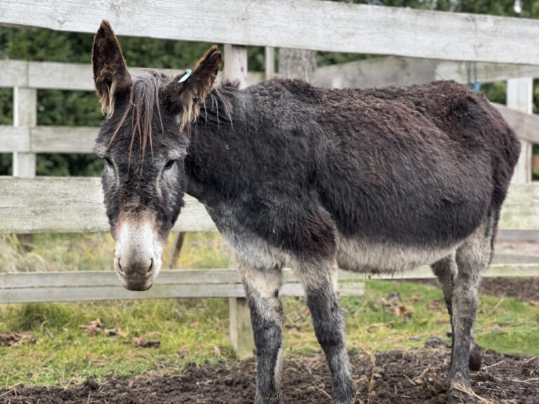 Na zdjęciu widzimy osła stojącego na ogrodzonym terenie na świeżym powietrzu. Zwierzę ma ciemnoszarą sierść z jaśniejszymi akcentami na pysku i nogach oraz zielony znacznik w lewym uchu. Jego uszy są wyprostowane, a spojrzenie skierowane w stronę obiektywu. Podłoże to mieszanka trawy i ziemi, a w tle znajdują się drewniane ogrodzenie i drzewa.