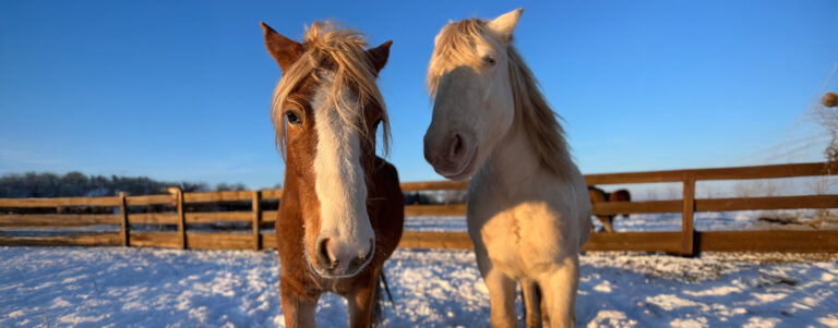 Na zdjęciu widzimy dwa konie stojące na ośnieżonym terenie w ogrodzonym wybiegu. Po lewej znajduje się koń o kasztanowej sierści z białą pręgą na pysku, a po prawej jaśniejszy, kremowy. W tle widać drewniane ogrodzenie, błękitne niebo, co wskazuje na zimowy dzień.