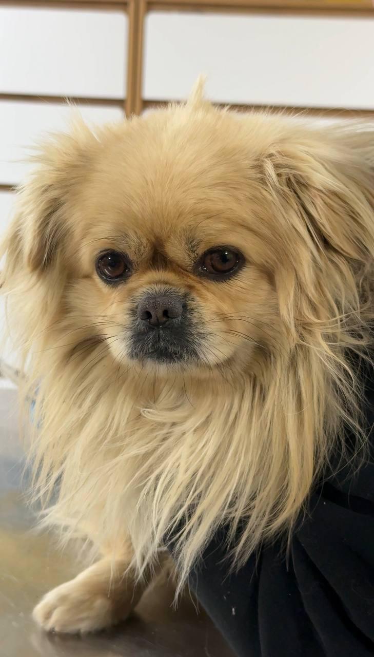 Na zdjęciu widać małego psa o długiej, jasnobeżowej sierści. Ma duże, ciemne oczy i krótką kufę. Pies stoi na metalowej powierzchni, prawdopodobnie w gabinecie weterynaryjnym, a w tle widać jasne szafki. Patrzy w stronę aparatu z spokojnym, lekko smutnym wyrazem pyska.